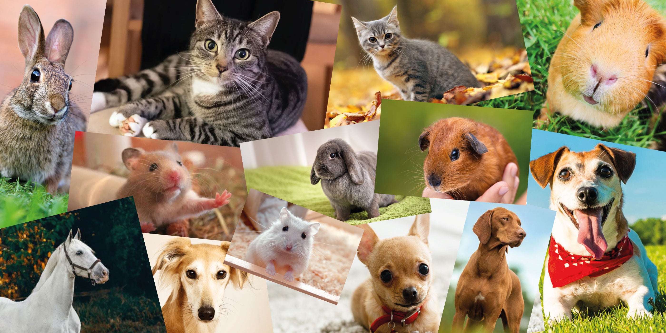 Custom pet portraits. Choose an outfit for your dog, cat, hamster, bearded dragon or rabbit. Turn them into a fun regal art framed canvas print. Choose from a royal, soldier or regal outfit. Upload you animal image we will design your pet portrait.